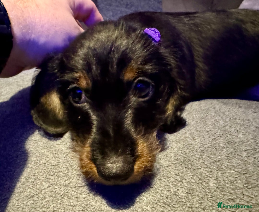 Dachshund dogs for sale: Gorgeous Standard wire haired & smooth Dachshunds - Advert 10