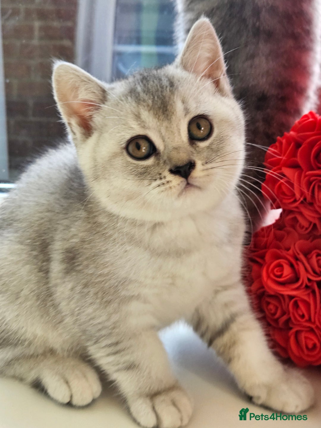 British Shorthair cats for sale: British shothair kittens  - Image 20