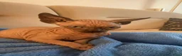 Sphynx cats for sale: 6 tica registered Sphynx Kittens in London - Advert 4