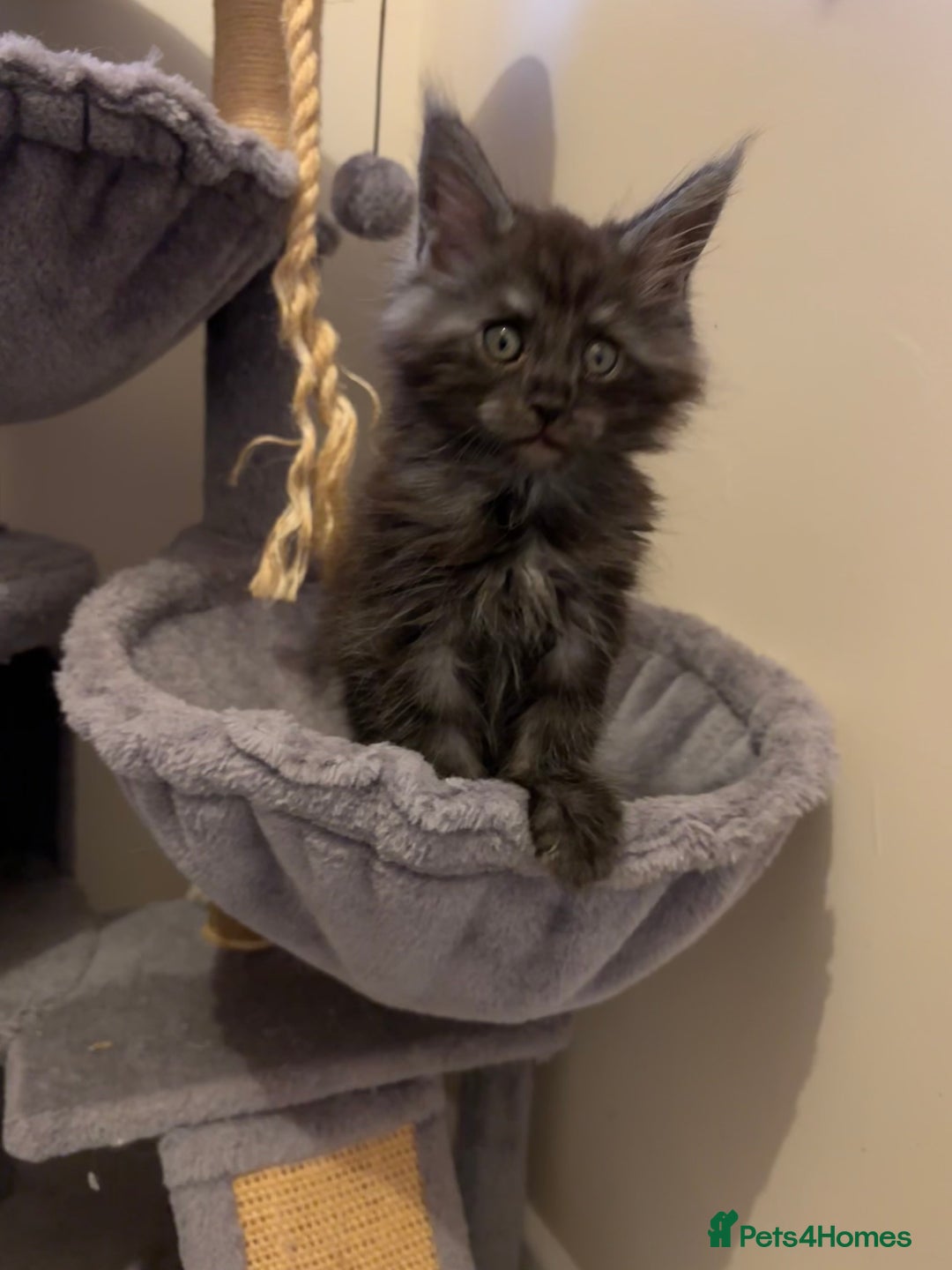 Maine Coon cats for sale: Beautiful Maine coon kittens TICA registered  - Image 3