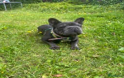 French Bulldog dogs for sale: 11 month old female french bulldog - Image 9