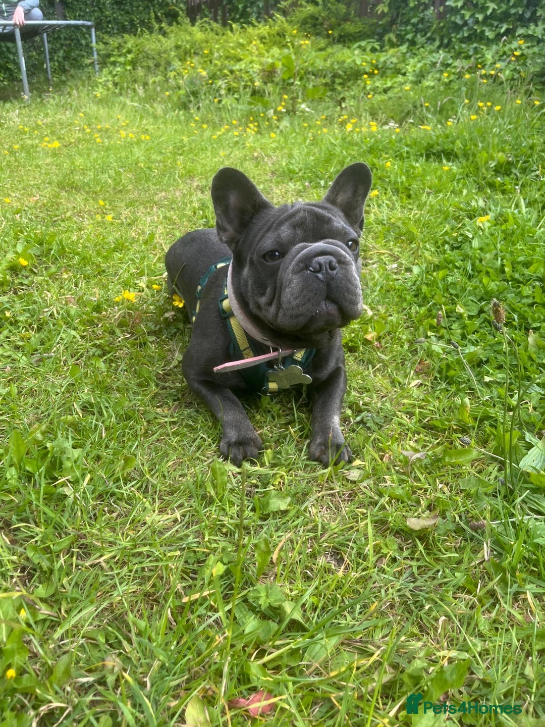 French Bulldog dogs for sale: 11 month old female french bulldog - Image 9