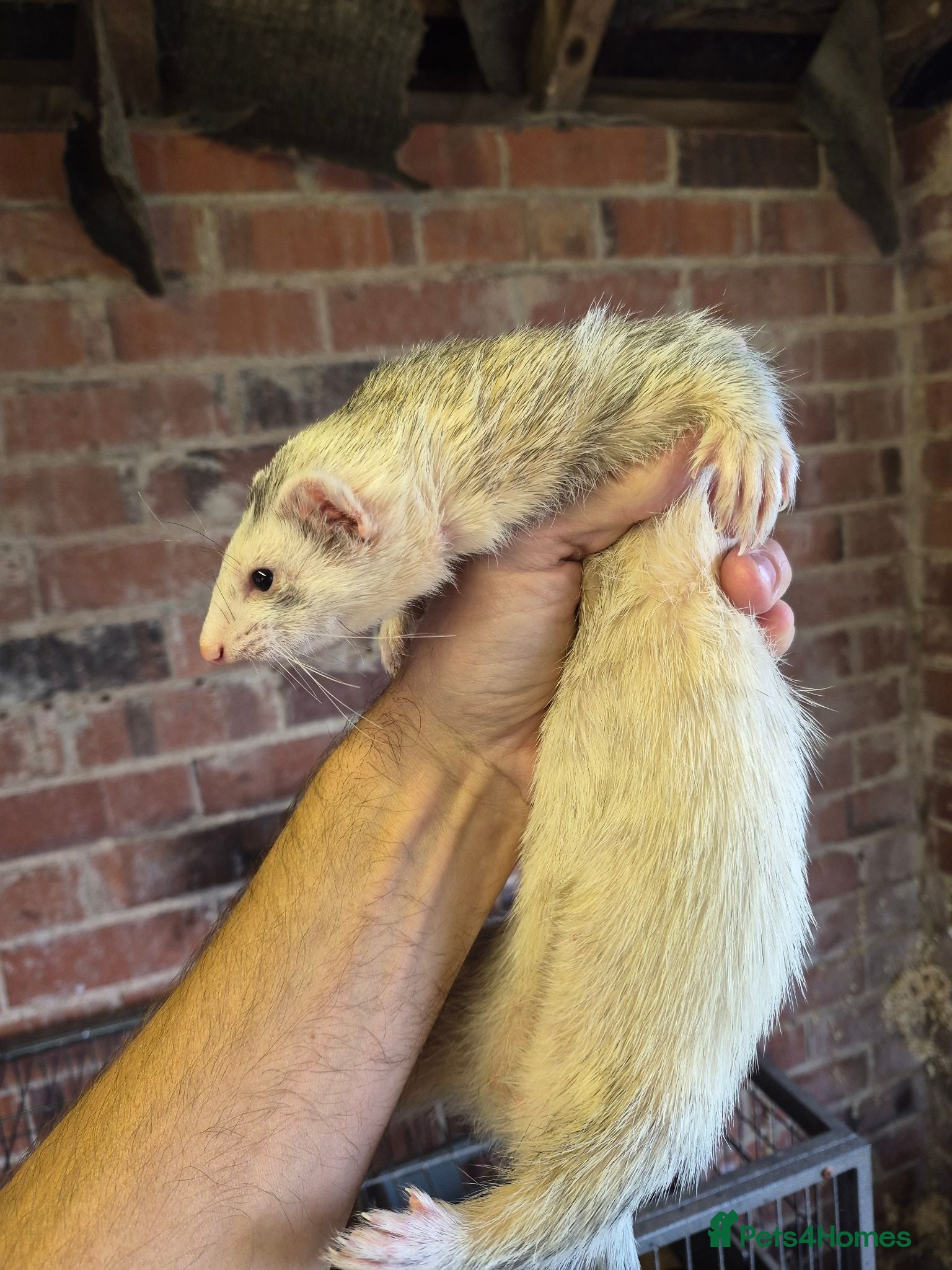 Ferret rodents Ferrets silver jills x2  - Advert 2