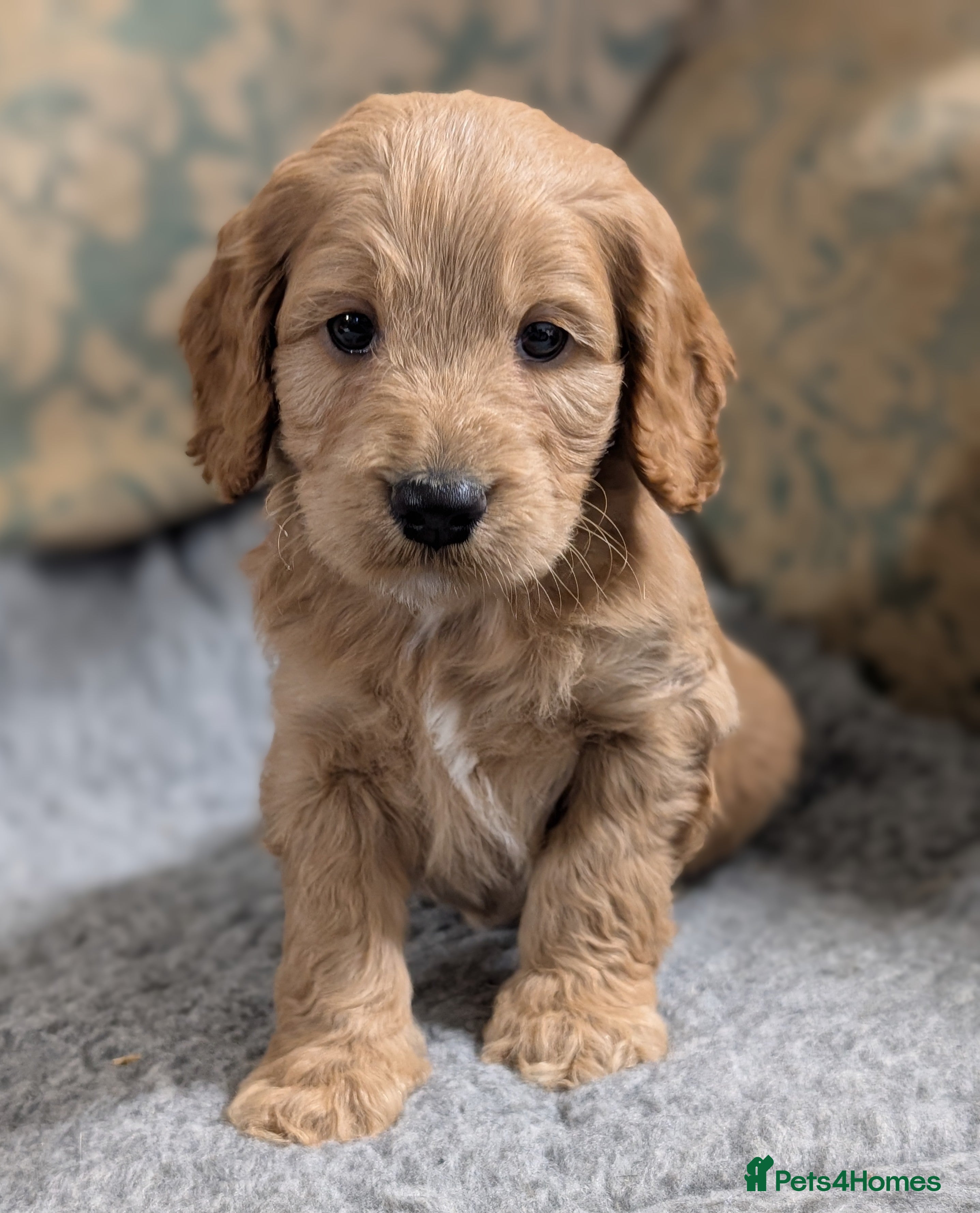 Cockapoo dogs Stunning health tested F1 cockapoo puppies - Advert 15