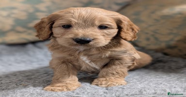 Cockapoo dogs Stunning health tested F1 cockapoo puppies - Advert 15