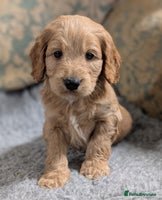 Cockapoo dogs Stunning health tested F1 cockapoo puppies - Advert 15