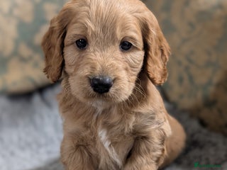 Cockapoo dogs Stunning health tested F1 cockapoo puppies - Advert 6