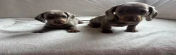 Miniature Dachshund dogs for sale: Miniature dachshund  - Advert 17