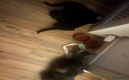 Mixed Breed cats for sale: kitten for sale! - Image 3