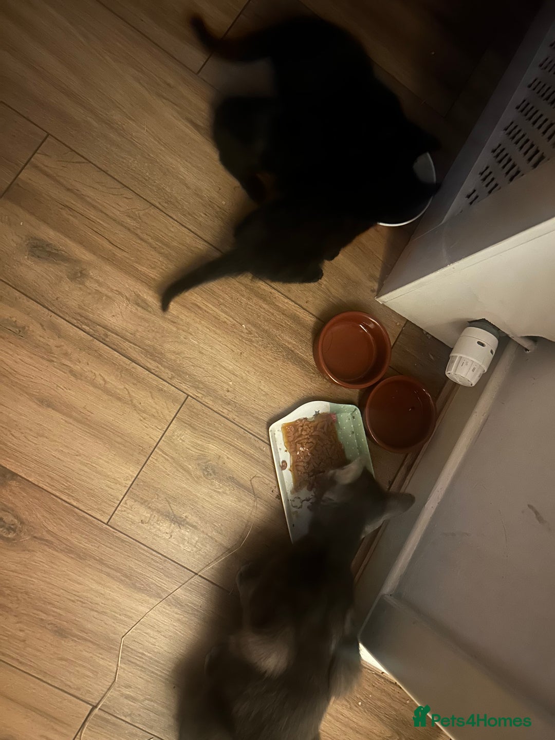 Mixed Breed cats for sale: kitten for sale! - Image 3