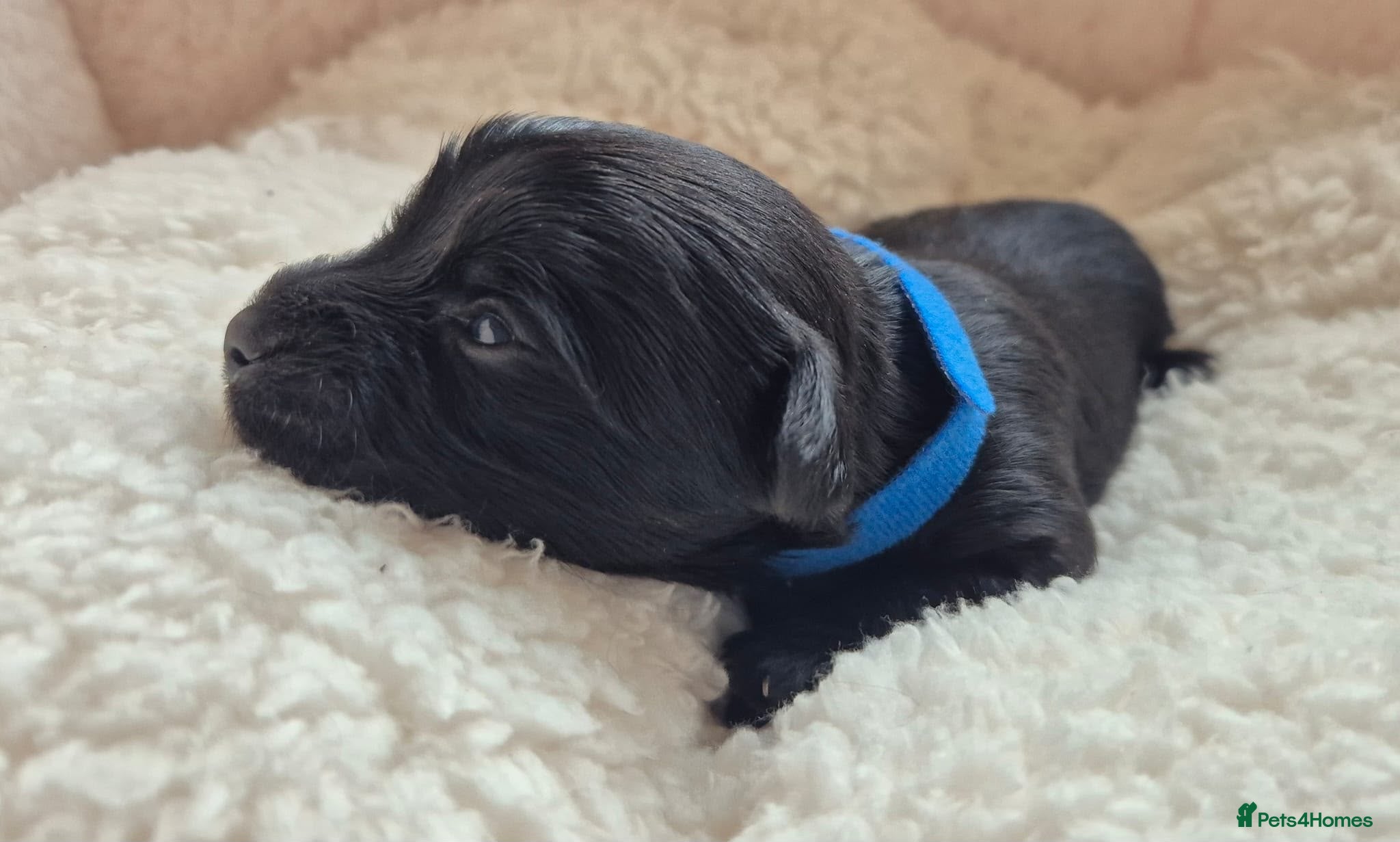 Yorkshire Terrier dogs Gorgeous Lilliputian Yorkies available  - Advert 1
