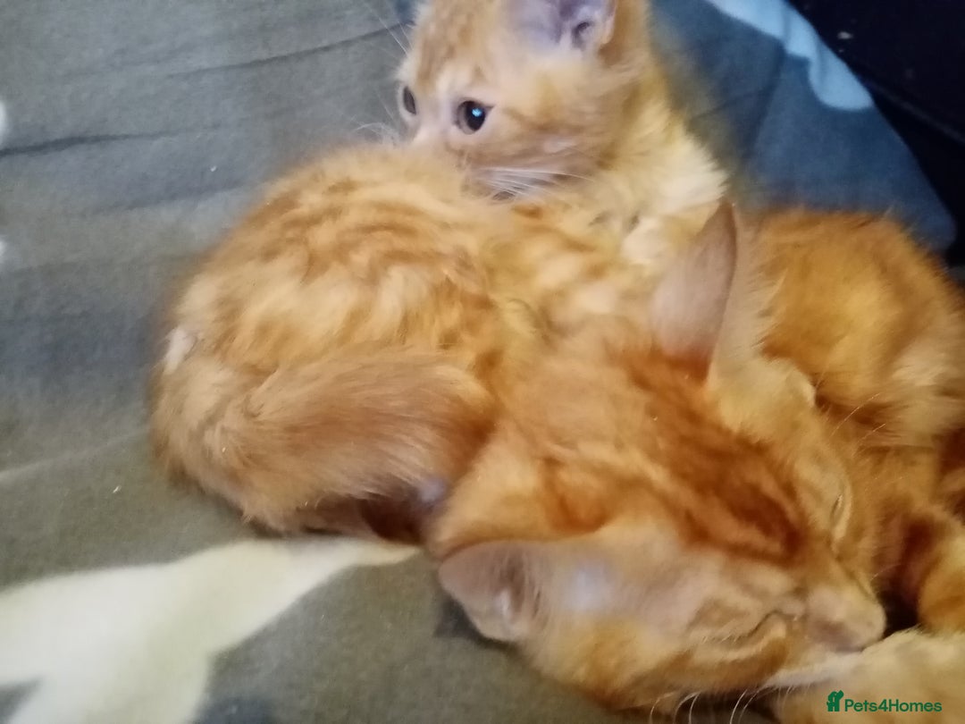 Mixed Breed cats for sale: Cute and Playful Kittens - Advert 21