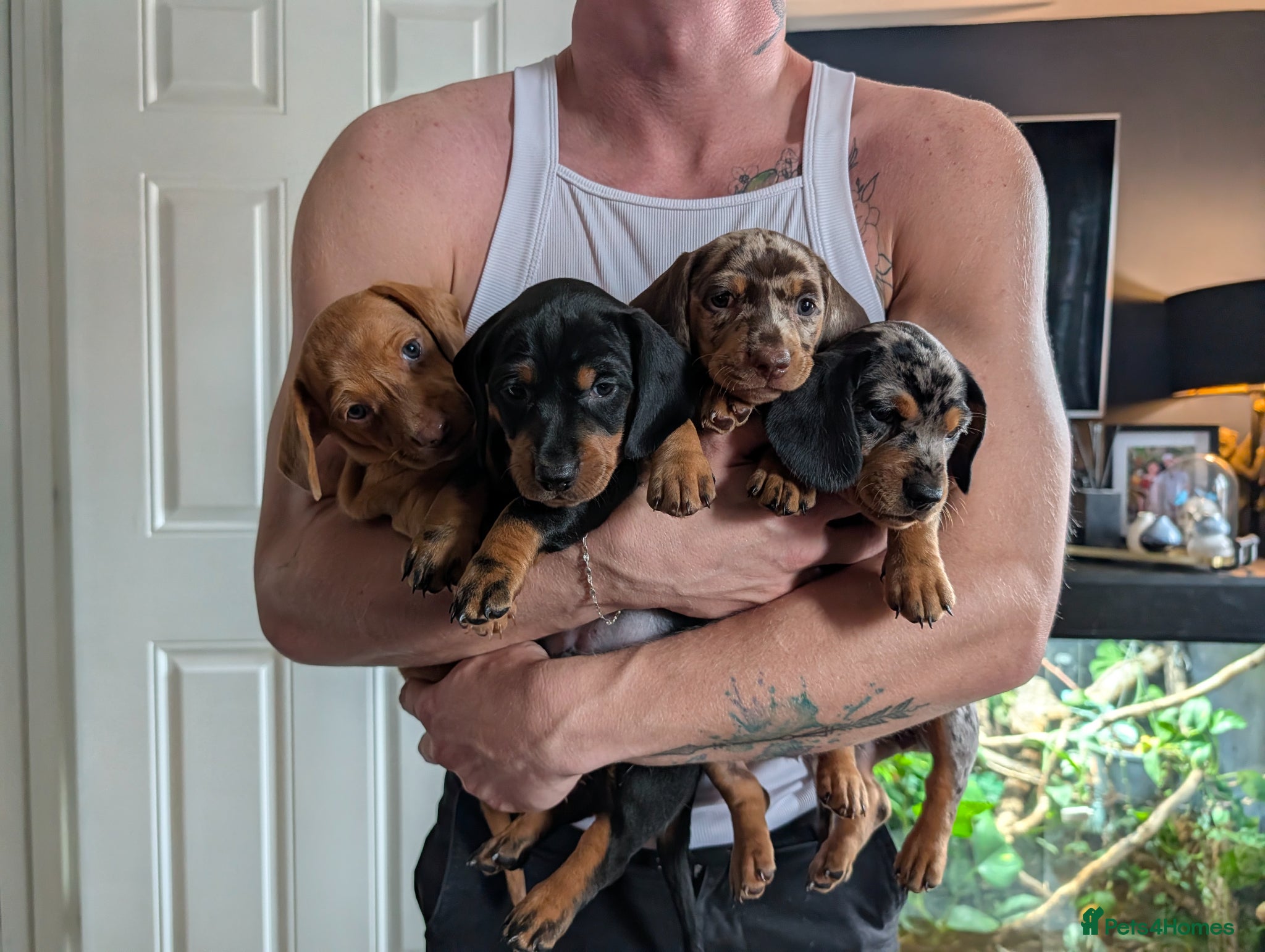 Dachshund dogs Last two black&tan Standard dachshund puppies  - Advert 2