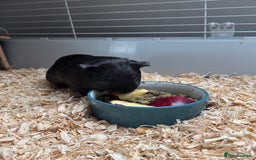 Guinea Pig rodents for sale: 3 x female Guinea pigs - Advert 6