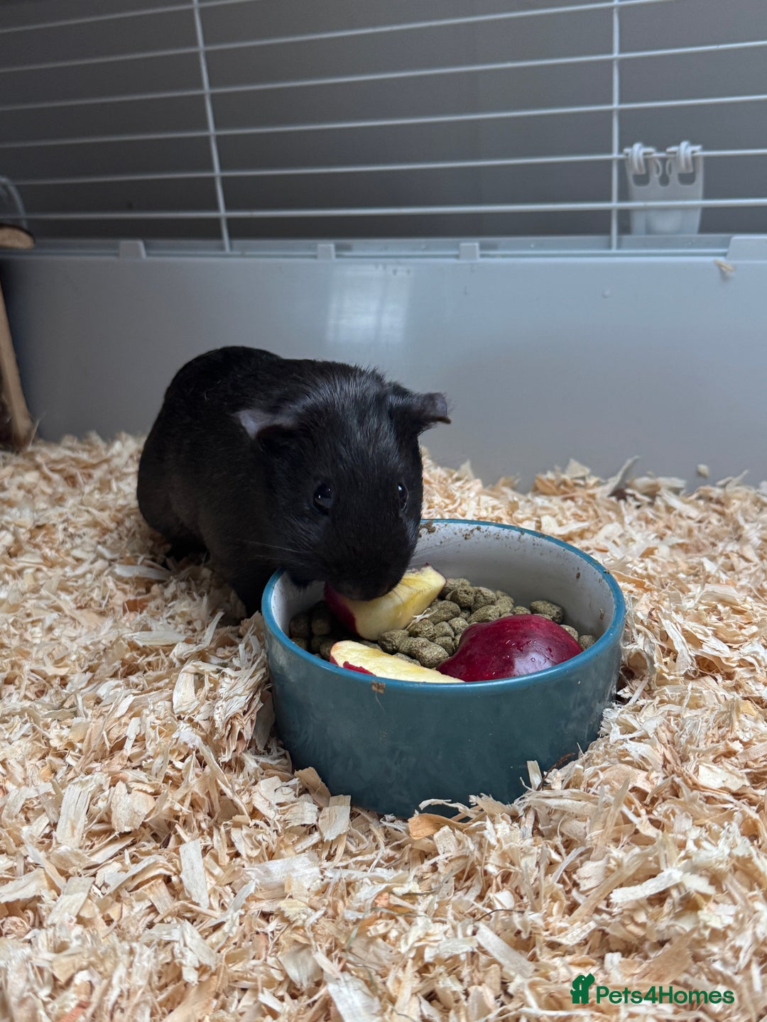 Guinea Pig rodents for sale: 3 x female Guinea pigs - Advert 6