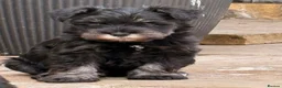 Miniature Schnauzer dogs for sale: Stunning KC Reg Mini Schnauzers  - Advert 10