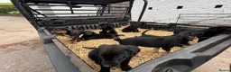 Mixed Breed dogs for sale: Beautiful Huntaway X Collie Pups in Brecon - Advert 26
