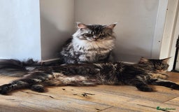 Maine Coon cats for sale: Maine coon kittens ready now  - Image 10