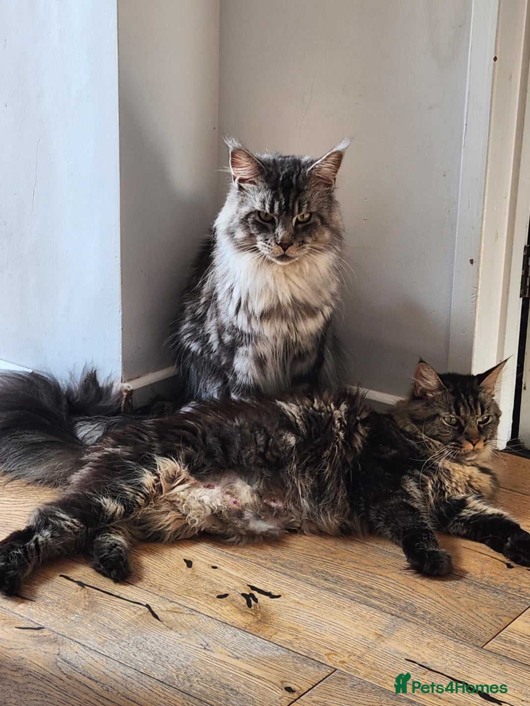 Maine Coon cats for sale: Maine coon kittens ready now  - Image 10