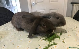 Mini Lop rabbits for sale: 2 lop boys - Image 1