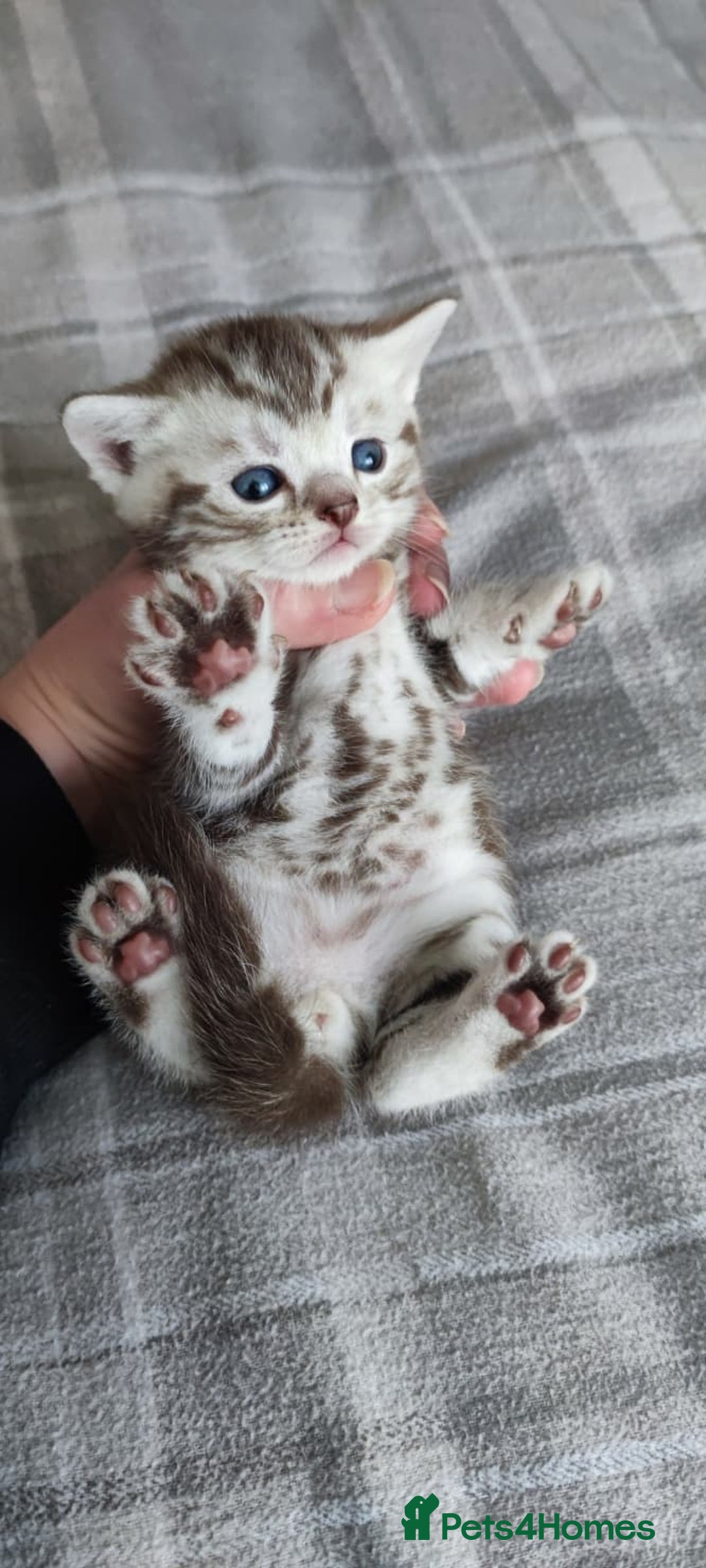 British Shorthair cats for sale: ✨4 Pure BSH Tabby kittens✨ - Advert 10