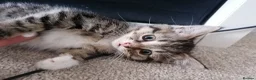 Mixed Breed cats for sale: 2 beautiful kittens ready now in Romsey - Advert 6