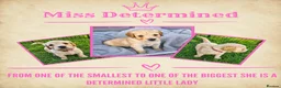 Goldendoodle dogs for sale: Beautiful Home-Raised F1 Goldendoodles Ready 23/7 - Advert 2