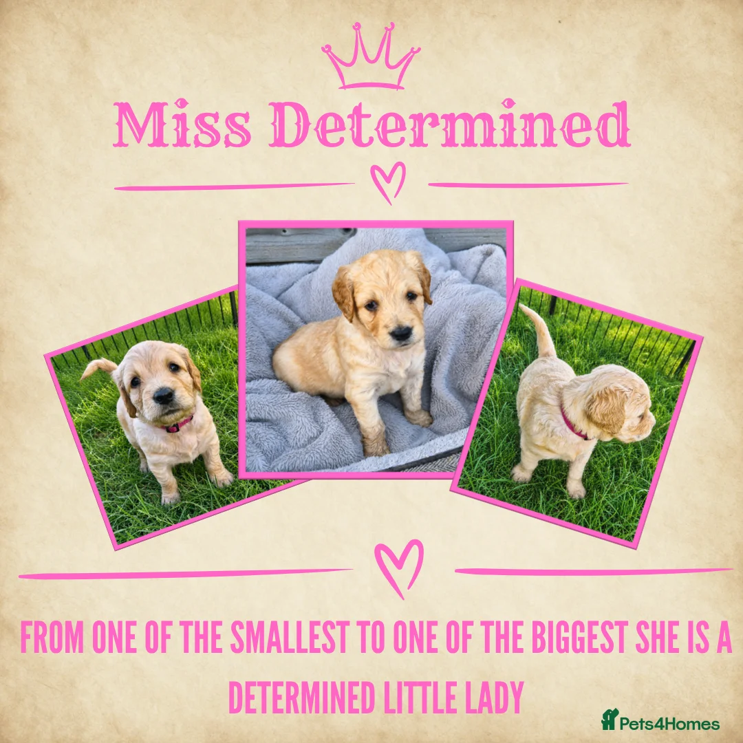Goldendoodle dogs for sale: Beautiful Home-Raised F1 Goldendoodles Ready 23/7 - Advert 2