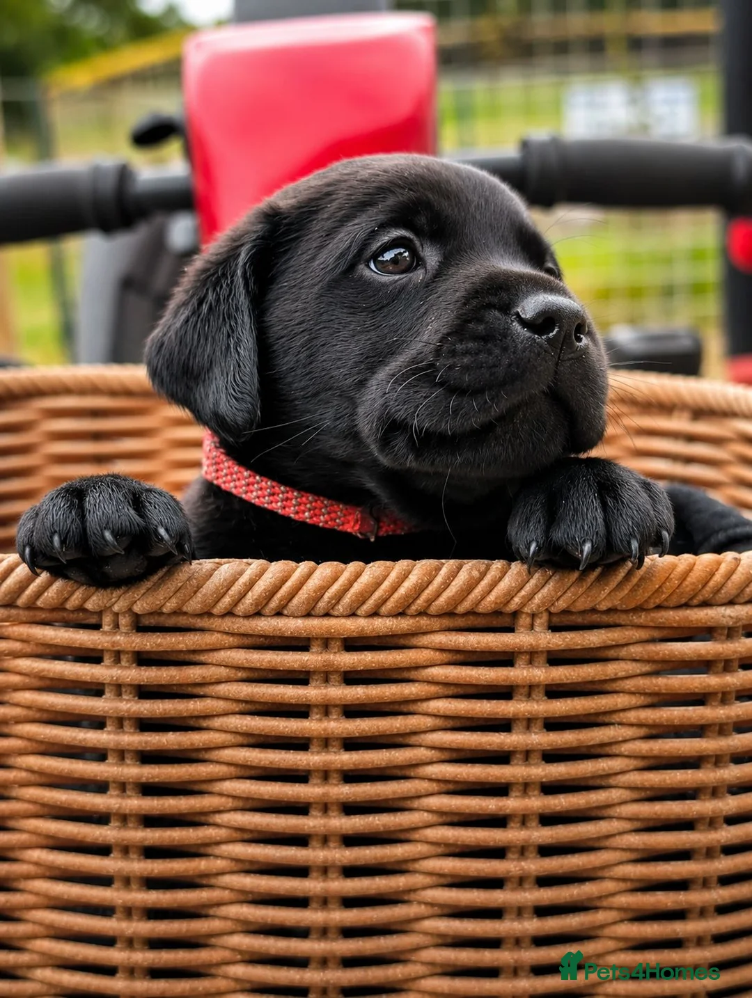 Labrador Retriever dogs for sale: Advanced trained Labradors  - Advert 1