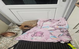 German Shepherd dogs for sale: Luna  - Image 3