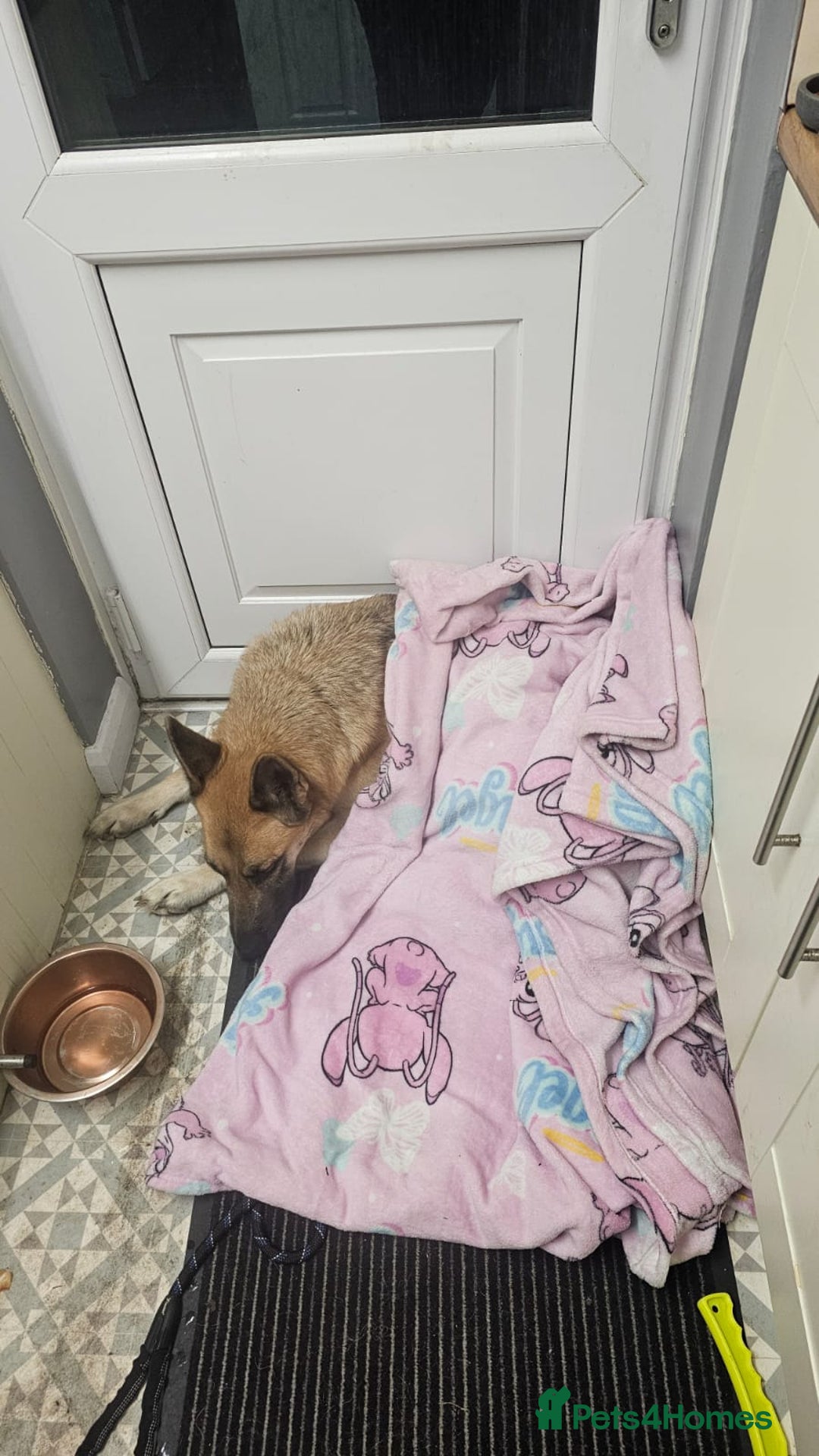 German Shepherd dogs for sale: Luna  - Image 3