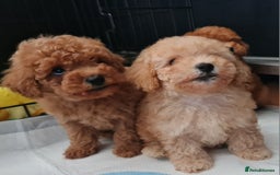 Toy Poodle dogs for sale: Tiny kc Russian background toy poodle poppies  - Image 27