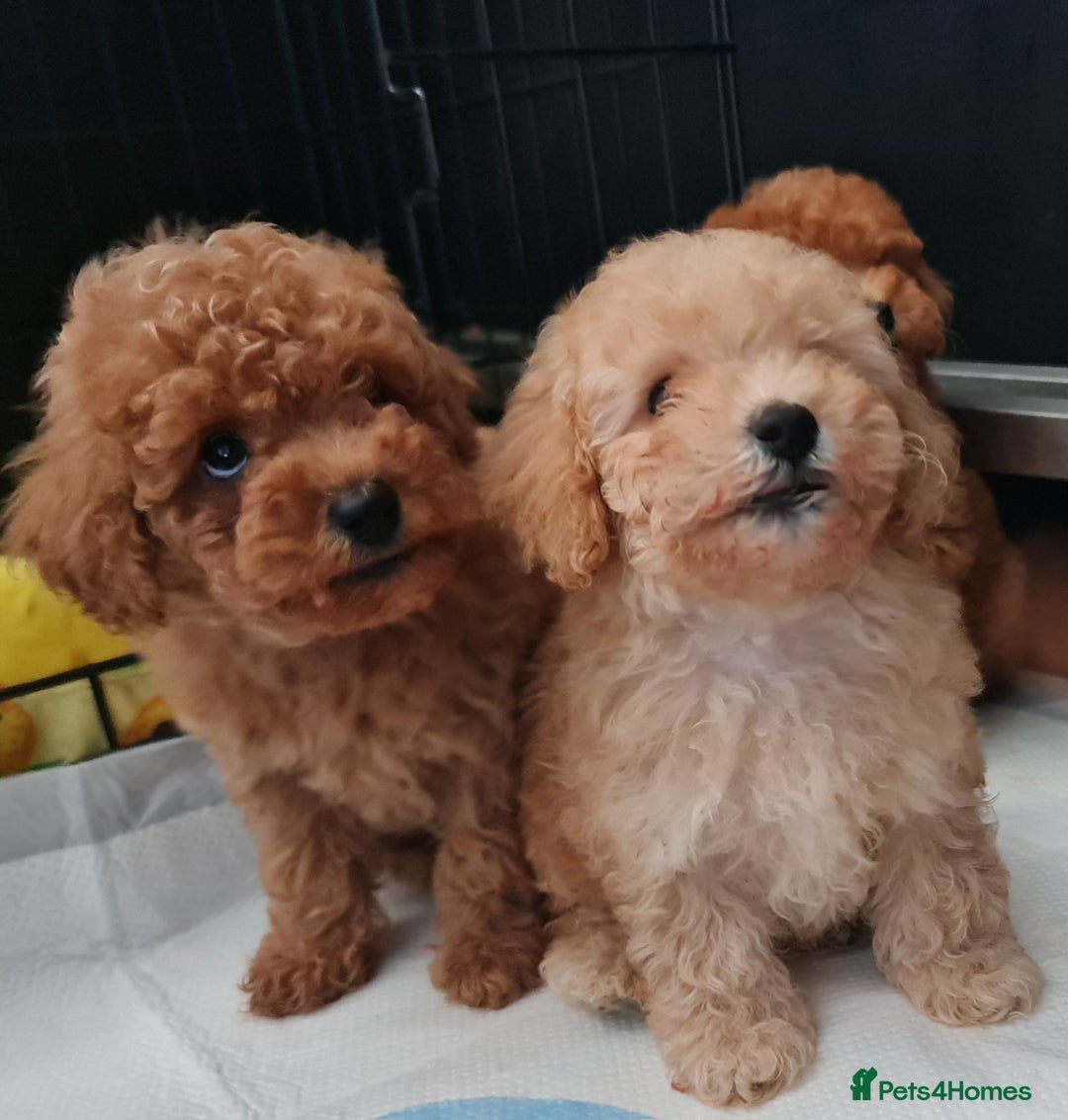 Toy Poodle dogs for sale: Tiny kc Russian background toy poodle poppies  - Image 27