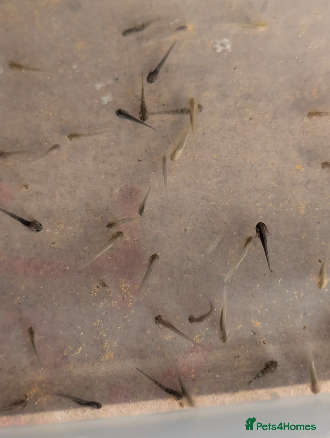 Axolotl reptiles for sale: Axolotl hatchlings and eggs - Advert 2