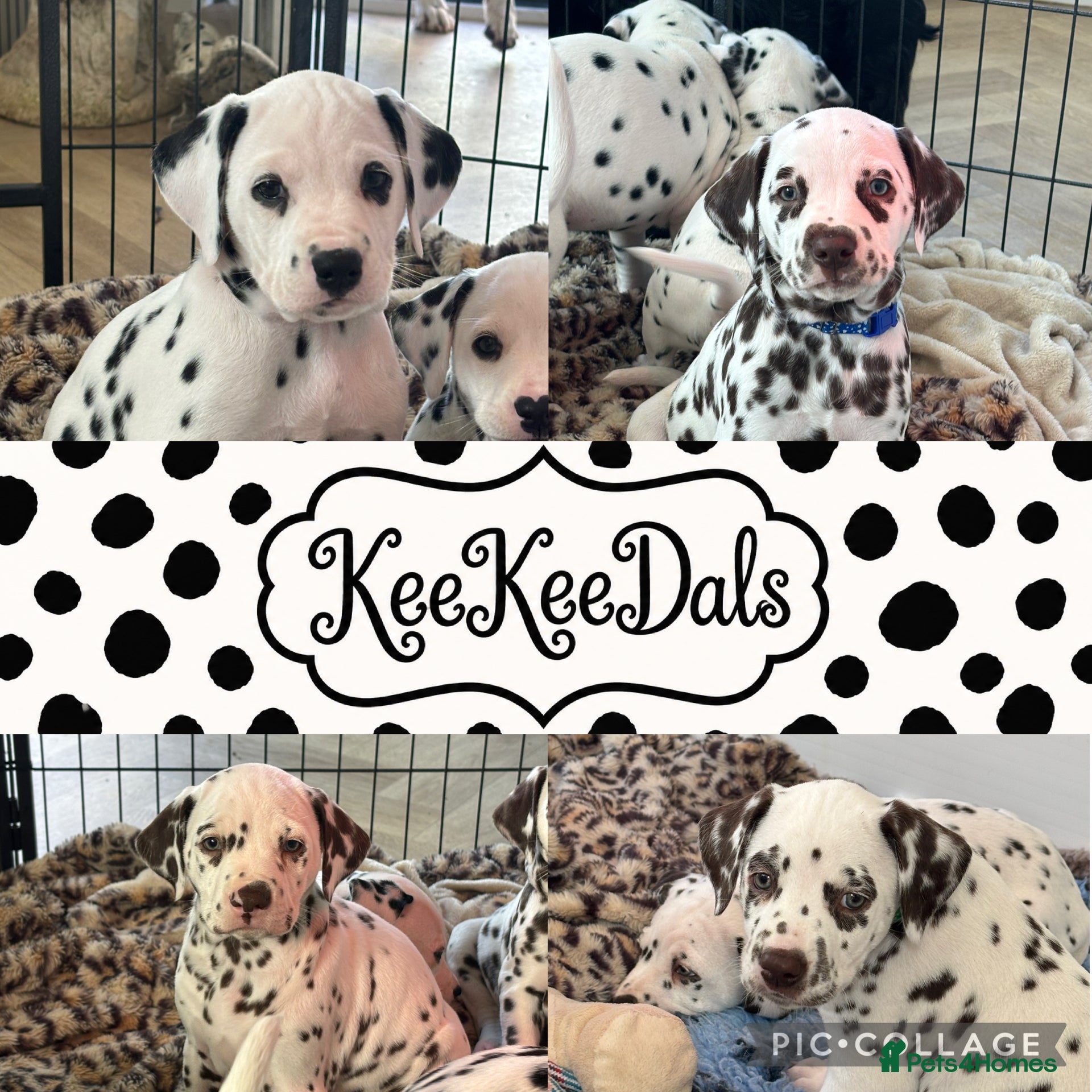 Dalmatian dogs Exceptional Litter (Sold) - Advert 2