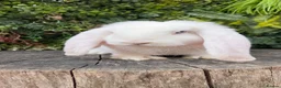 French Lop rabbits for sale: French Lop babies  - Advert 3