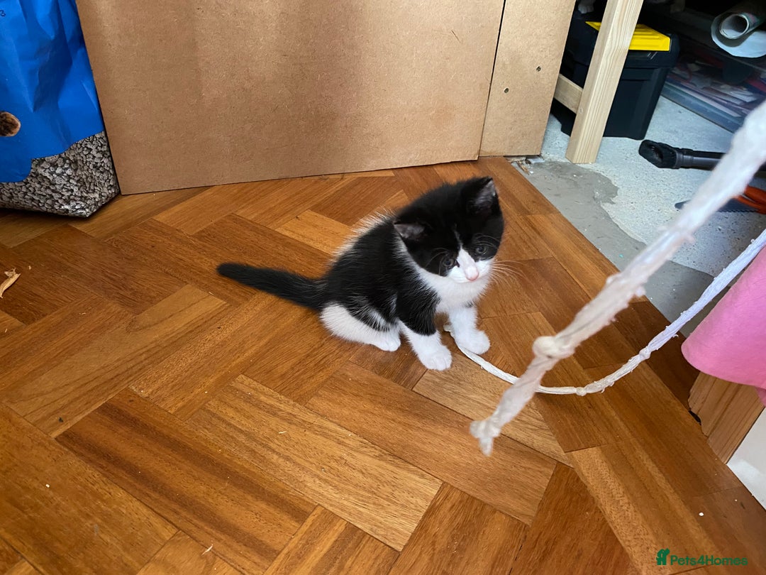 Domestic Shorthair cats for sale: 5 gorgeous little kittens looking for new homes - Image 8