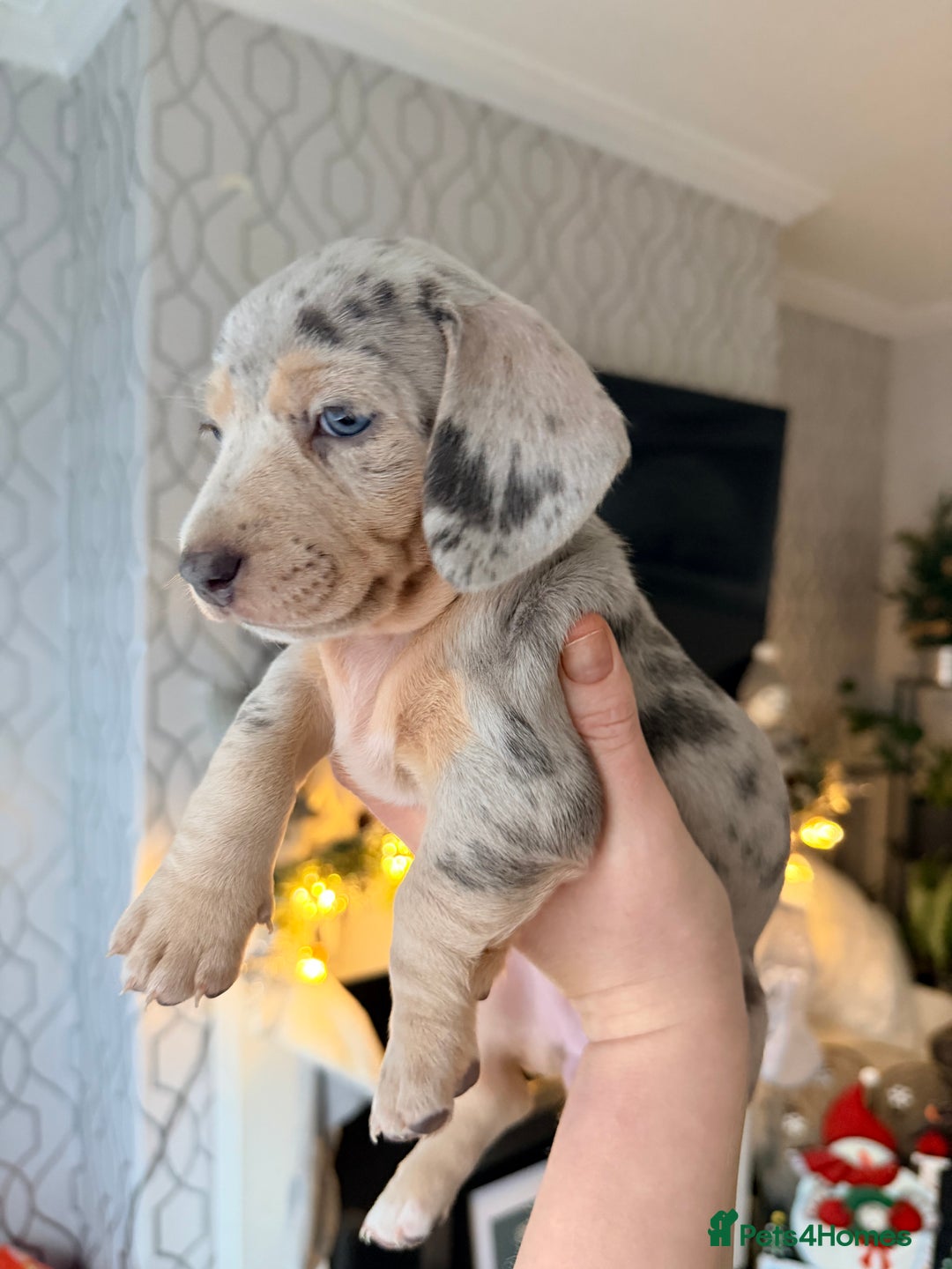 Dachshund dogs for sale: Family dogs first puppies - stunning Dachshunds  - Advert 11