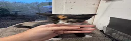 Mixed Breed cats for sale: Gorgeous Calico/Tortie/Tux Kittens - Advert 7