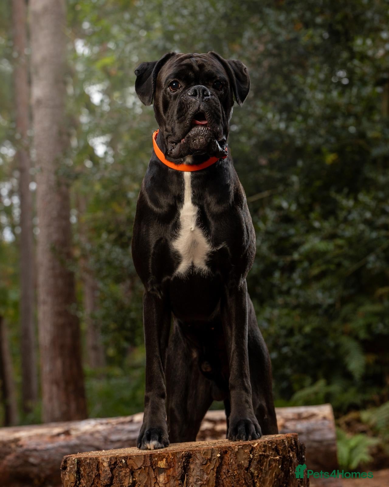 Boxer dogs KC Boxer Puppies  – Waiting List Now Open 🐾 - Advert 2