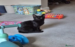 Mixed Breed cats for sale: Male kitten 6 months old  - Image 2