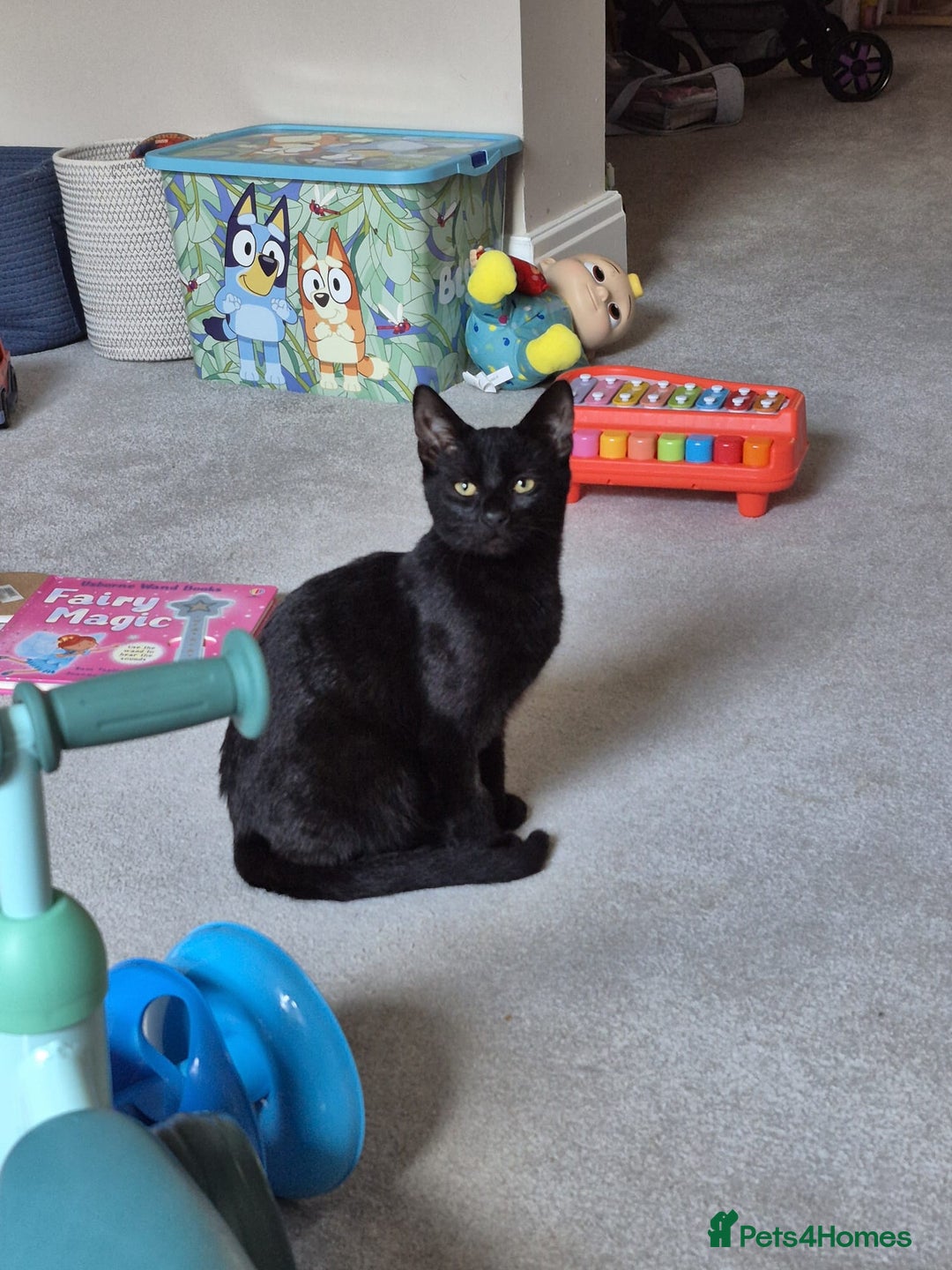 Mixed Breed cats for sale: Male kitten 6 months old  - Image 2