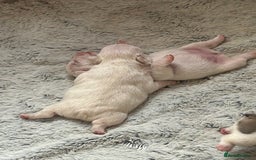 French Bulldog dogs for sale: Beautiful French Bulldog Puppies - Image 6