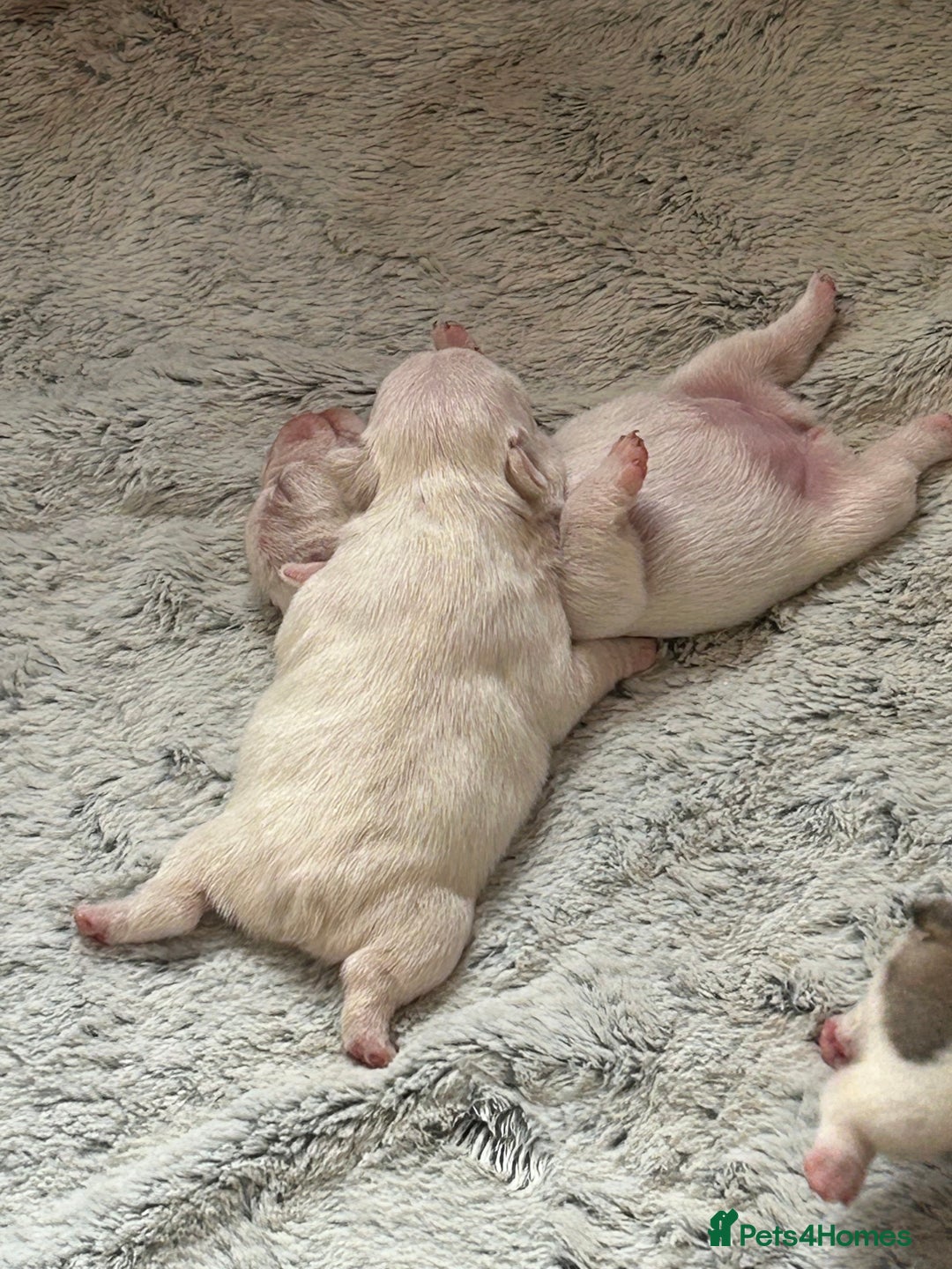 French Bulldog dogs for sale: Beautiful French Bulldog Puppies - Image 6