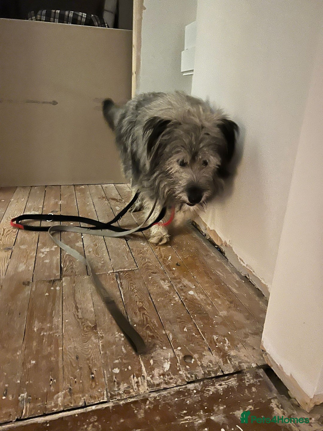 Mixed Breed dogs for adoption: 💙🐶 TEDDI - A Soft 1 year old boy💙🐶  - Advert 7