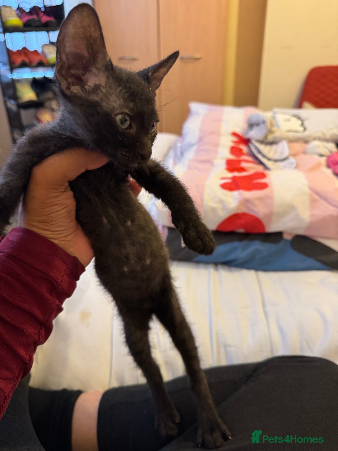 Sphynx cats for sale: Lovely Sphynx cross  - Image 8