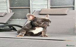 French Bulldog dogs for sale: French bulldog puppy male  - Image 3