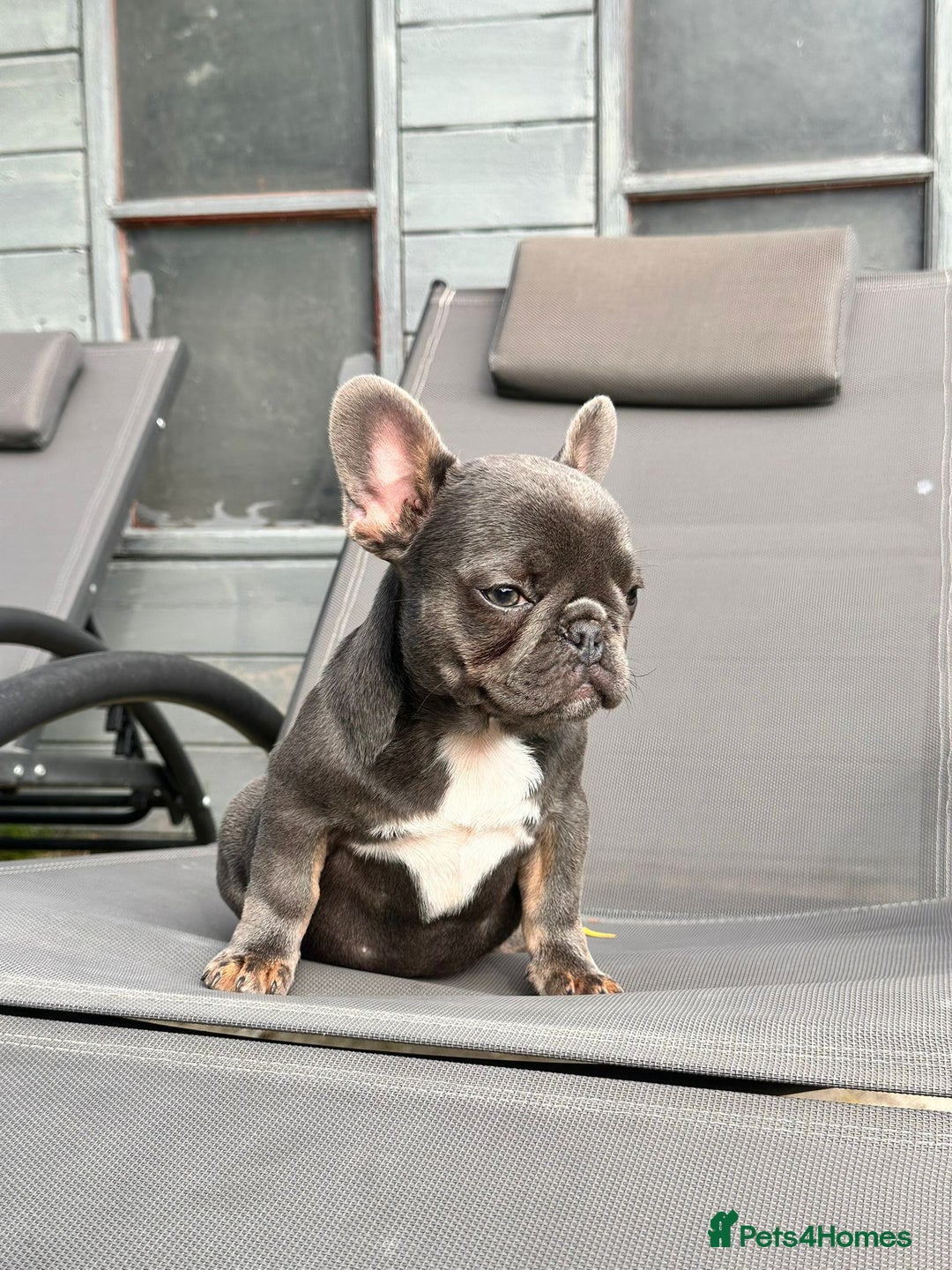 French Bulldog dogs for sale: French bulldog puppy male  - Image 3
