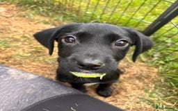 Springador dogs for sale: One Springerdor pup left born 8/06/2025 - Image 11