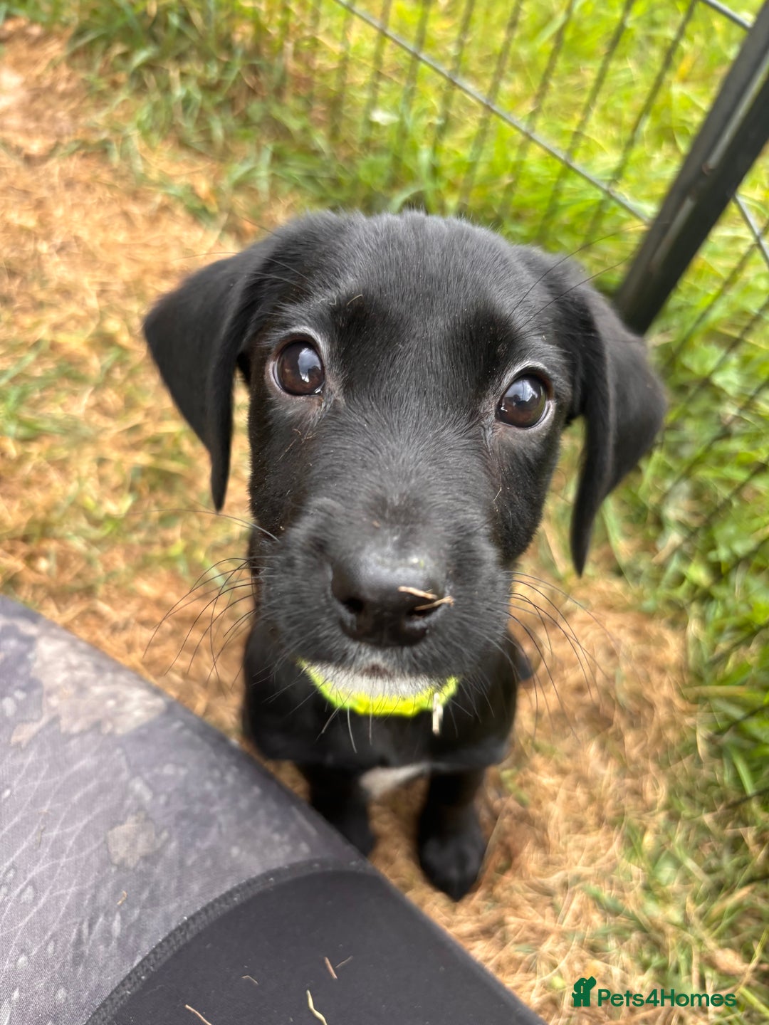 Springador dogs for sale: One Springerdor pup left born 8/06/2025 - Image 11